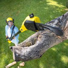 Best Tree Maintenance Programs  in Elizabeth, PA