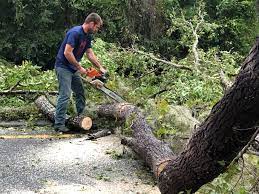 Best Storm Damage Tree Cleanup  in Elizabeth, PA