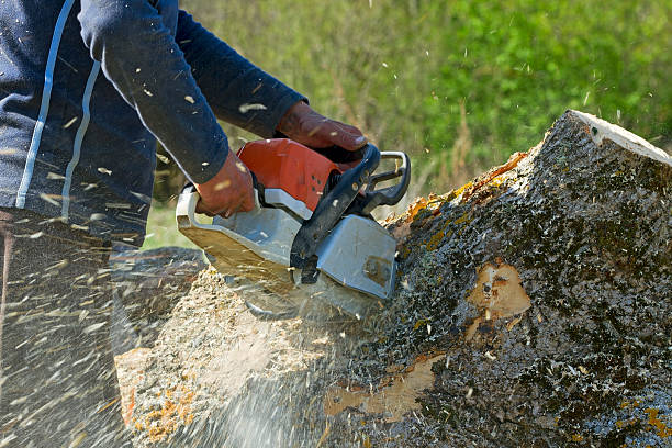 Trusted Elizabeth, PA  Tree Services Experts