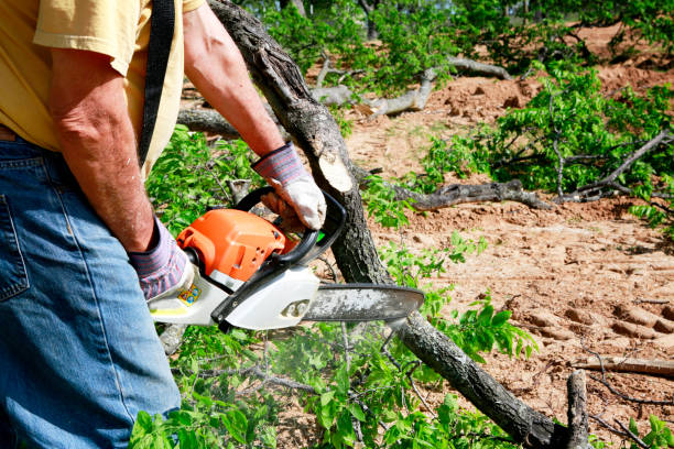 Best Tree Removal  in Elizabeth, PA